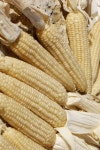 통옥수수 10개 미백찰옥 인테리어장식 말린장식물 실내장식물 매달기 자연건조농산물 : e신선농장N