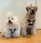 Preppy Dog Harness 프레피 독 하네스 (Radu Navy) : 헤이쥬드 Hey JUD