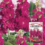 스토크하모니바이올렛 씨앗 30립 꽃씨, 꽃씨앗 : 한농아그로