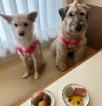 Preppy Dog Harness 프레피 독 하네스 (Sera Magenta) : 헤이쥬드 Hey JUD