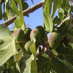 승정도후인무화과나무 2년생 포트묘 상묘 판매중 : 나무의 모든것