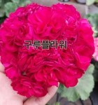아마존카 러시아제라늄 : 구루플라워