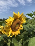 맘모스해바라기 10립 왕해바라기 일년생 꽃씨 씨앗 종자 : 남흥원예사