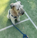 Preppy Dog Harness 프레피 독 하네스 (Radu Navy) : 헤이쥬드 Hey JUD