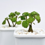 중형 프렉트란서스 에르스트 미니 희귀 아프리카 코덱스 괴근 다육식물 선인장 키우기 : 아프리카식물-사바나농장