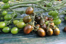 대저 짭짤이 토마토 2.5kg 특품 대저토마토 S 2S 3S 부산 농장 산지 직송 : 하니의농장