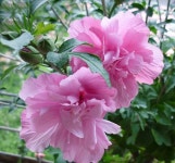 수입 겹꽃 무궁화나무 개화주 H1.0m전후, 6치 화분 : 미래나무농장