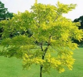 황금회화나무 접목 화분묘 : 미래나무농장