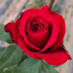 (화분묘) 루즈 메이앙 (Rouge Meilland) 프랑스 사계 정원 장미 (슈퍼 로즈) : 여왕장미 퀸즈로즈
