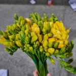 프리지아 후리지아 20줄기 꽃 생화 택배 꽃배달 꽃가는길 : 꽃가는길