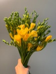 프리지아 한다발 생화 꽃다발 후리지아 생화농장 직송 : 꽃 한다발