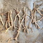 양하 뿌리 종근 30개 : 풀도랑