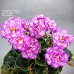 러시아바이올렛 LF-부채를든소녀 (ЛФ-Девочка с Веером) : BK식물공간