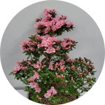 철쭉화분 azalea h50cm 분화용 아잘레아 방울기리시마 봄철화단 : 빈의 정원