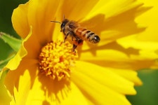 함평청정 국내산 꿀벌화분 비폴렌 튜브형 500g : 함평청정꿀