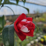 공작동백 쿠자쿠 21호 개화주 붉은색 복륜무늬 홍공작동백나무 : 생명나무 농장