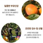 국민과일 비타민 단감 부유 중과 대과 : 초록애팜