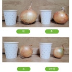 무안  황토골 양파 만생양파 중대혼합 5kg : happydayshop