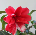 공작동백 쿠자쿠 21호 개화주 붉은색 복륜무늬 홍공작동백나무 : 생명나무 농장