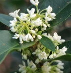 향기좋은 목서나무/ 은목서 천리향/ 금목서 만리향 개화주/평균키 1.2M : 국민원예종묘