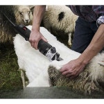 고출력 동물 목장 셀프 대형견바리깡 삽살개 양털깎이 양털 9 스트레이트 팁 : 젤블화이트