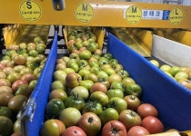 부산 산지직송 게르마늄농법 단짠의조화 대저 짭짤이 당도 높은 토마토 1kg,2.5kg : 좋은맘마켓