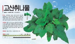고산취나물 4g 고품질 취나물 향긋한 향과 맛을 지닌 가정용 텃밭용 민속채소 씨앗 경신종묘 : 정산흥농종묘농약사
