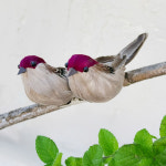 참새 모형 한박스 종달새 정원 장식 12마리 : 다쥬샵