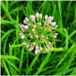 두메부추 (포트) (10개) : 우림원예가든센터