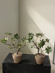 만리향 : deep garden