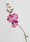 수채화 원데이클래스 : Flower Gallery