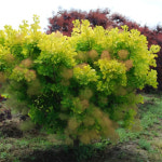 안개나무 골든스피릿 P9포트묘 속성수 단풍 전원주택정원수 : 가든아울렛