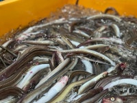 통영바다씨푸드 자연산 구이용 통영바다장어 1KG 아나고 : 통영바다씨푸드