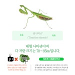 기본형 왕사마귀 2령 키우기 사육 먹이 밀웜 세트 항라 넓적배 사마귀 반려 곤충 분양 : nb 밀웜 곤충 농장