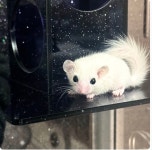 피그미다람쥐 쉼터 은신처 놀이터 벽면자석부착형 : 도리순이