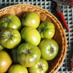 [품평회 대상] 대저 짭짤이 토마토 농장 부산 토마토 2.5kg 짭짜리 : 흙내음 이야기