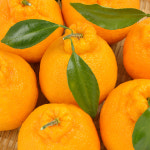 [형원농장] 제주 한라봉 가정용 혼합과 4.5kg : 어셈쇼핑