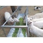 염소 먹이통 축사 동물 양 축산 사료통 급여기 여물통 목장 1.5x0.85x0.66m : TransLink