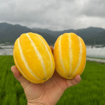 성주 참외 산지직송 가정용 대과 5kg : 핫프리즘