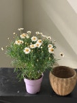 마가렛 포트 / 세트상품 : deep garden