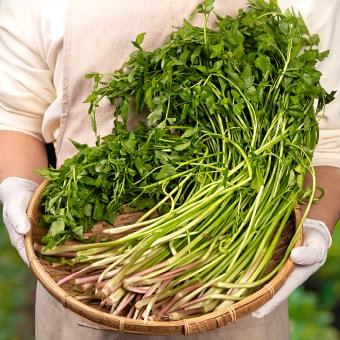 무농약 청도 미나리 500g : 대한민국농수산