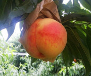 복숭아(황도복숭아) : 동이묘목농원