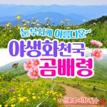 와우부산여행사 [부산출발]  천상의화원 곰배령 1박2일 테마 패키지 버스투어여행 : 와우부산여행사