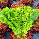 매일수확 싱싱한 상추 가족애농장 청상추 꽃상추 1kg/2kg/4kg : 익산시 마을전자상거래지원단