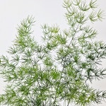 아스파라거스 나누스 미세먼지제거 관엽 식물 화분 : 모종파는곳