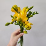 꽃미남꽃미녀 프리지아 후리지아 10줄기 꽃다발 생화택배 : 꽃미남꽃미녀