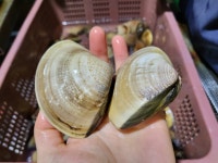 백합조개 참백합 1kg : 칠평상사