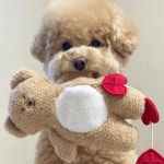 러브 베어 반려동물 음성 장난감 강아지 발달 슬로우 푸드 플러시, 부드럽고 귀여운 동행 수면, 스마트 숨겨진 누출 : 카르디마트