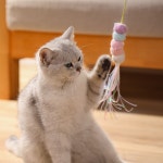 포우타운 고양이 흡착 플라이 헌팅 천장 부착형 셀프 낚시대 장난감 3종 세트 : 붐붐포