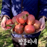 팜블리네 햇사과 부사 시나노골드 황금사과 명절선물 사과선물세트 프리미엄과일 샘고을농장 : 집앞애딸기